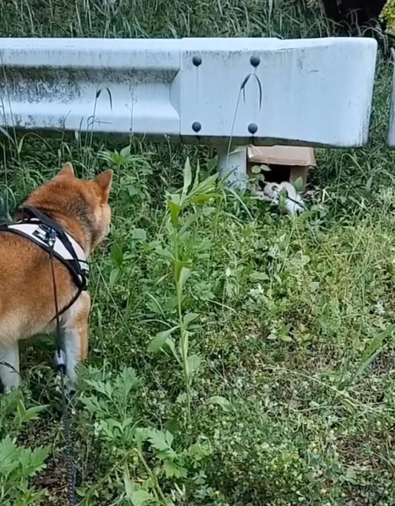 お散歩中、ある異変に気づいたティーくん